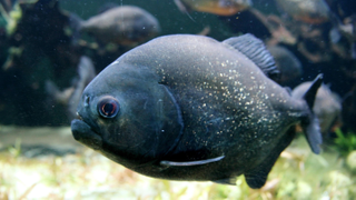Swarm of Evil Fish Injures 70 Swimmers in Christmas Day Foot Attack